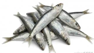 What Are Sardine Health Benefits [upl. by Hoffarth]