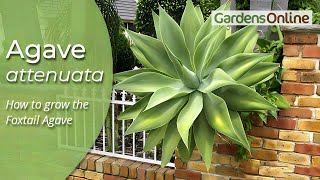 Agave attenuata  Century Plant [upl. by Cairns346]