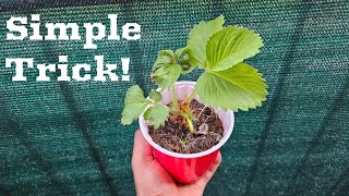 How To Revive A Dead Strawberry Plant [upl. by Risteau]