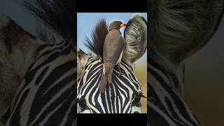 The Amazing Oxpecker Birds 🐦 Guardians of the Savanna wildlife bird [upl. by Ahsauqram]