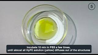 Tutorial Height control of PEG hydrogels with HyPE and PRIMO [upl. by Aileme]