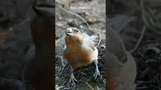 red crossbill  bec croisé birdphotography birdwatching wildlife aurora [upl. by Saidnac]