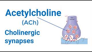 Cholinergic Synapse Mechanism [upl. by Rives]