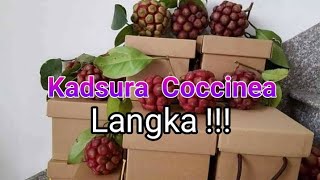 Kadsura Cocinea masih langka di Indonesia [upl. by Dun]