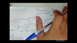 métabolisme cellulaire  catabolisme الأيض الخلوي [upl. by Najram]