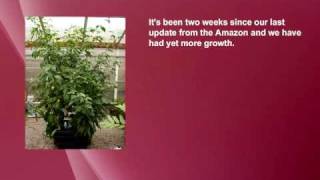 Aeroponic Nutriculture Amazon from wwwhydroponicseu [upl. by Atikkin160]