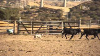 Cesar 911 Episode 4 Clip Jumping a Hurdle [upl. by Portwine418]