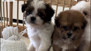 Shichon Puppies at 6 weeks [upl. by Yarased]