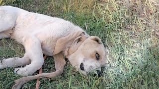 Poor Dog Escaped Exhausted by a Heavy Rope Tightened Around His Neck [upl. by Solley523]