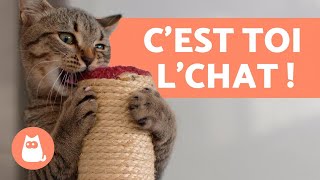 Comment JOUER avec SON CHAT 🐱 [upl. by Ahsimak]