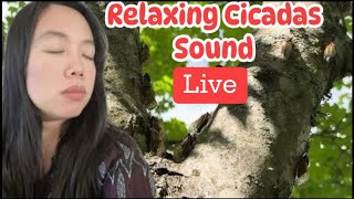 Live Relaxing Cicadas Sound  Meditation  Nature Vibes [upl. by Lyrem]