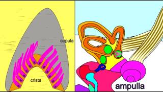 EAR SEMICIRCULAR CANALS PERCEIVE BALANCE [upl. by Helenka]