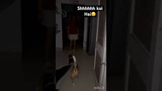 See what happens next😱short explore funny beagle viral video [upl. by Reffinnej]