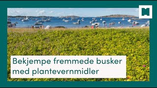 Bekjempe fremmede busker med plantevernmidler [upl. by Soluk774]