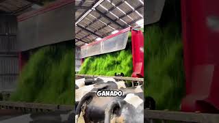 ¡Así Funciona el Sistema Automatizado para Alimentar al Ganado 🚜🌿shorts [upl. by Aivato]