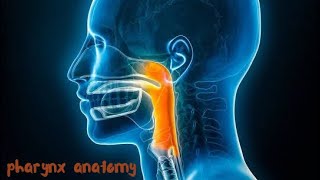 pharynx anatomy  nutrition [upl. by Patrich]