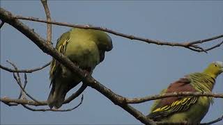 Doves amp Pigeons of India  Ashyheaded Green Pigeon [upl. by Melitta463]