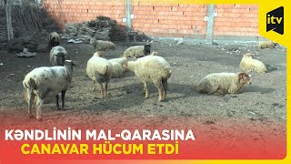 Zaqatalada canavar malqaraya hücum edib [upl. by Kevan]