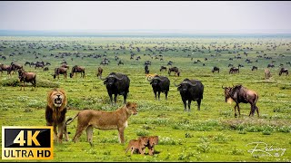 4K African Wildlife What Happen Next in Nature  Wildlife Secrets  Relaxing Nature In 4K [upl. by Able723]