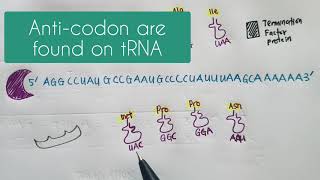 Codon vs Anticodon [upl. by Aitnahs]