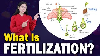 FERTILIZATION IN PLANTS  Formation Of Seed  Pollination  Parts of Flowers Biology  Home Revise [upl. by Dorrej]