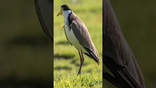 Masked Lapwing Plover facts [upl. by Aeriell]