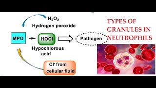 L25 Function of Myeloperoxidase Granules in Neutrophils [upl. by Raynell]