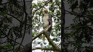 Philippine eagle  Pithecophaga jefferyi  Águila filipina  GARUDA [upl. by Marne]