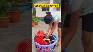 Baby finds her cat in a toy basket youtubeshorts viralshorts billi cat funny meow catvideos [upl. by Nagaer324]