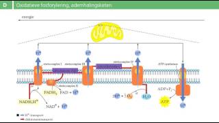 Binas tabel 68D  oxidatieve fosforylering [upl. by Neelia]