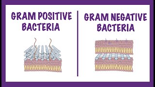 Gram Negative vs Gram Positive Bacteria  Gram Staining Mechanism [upl. by Hooke]