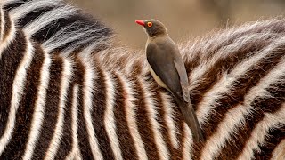 Natures Perfect Partnership Zebra and Oxpecker Bond [upl. by Barnabas171]