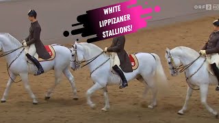 Spanish Riding School Grand Finale  White Lippizaner Stallions [upl. by Icat]