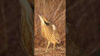 Eurasian bittern Call bdwildbird [upl. by Ubald]