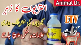 Enterotoxemia ETVET viral disease in goat symptoms treatment and precautions  Pulpy kidney [upl. by Siraj]