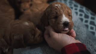 Miniature Goldendoodle Puppies [upl. by Gertrud]