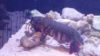 Mantis shrimp vs crab in deadly fight [upl. by Dera]