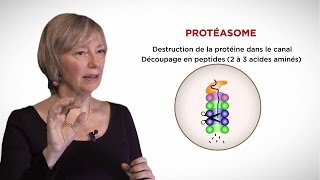 MOOC côté cours  Le protéasome [upl. by Namrehs]