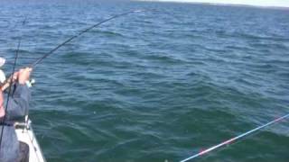 How to Catch Bluefish Bigger Bluefish and More Bluefish  Saltwater Bluefish Fishing [upl. by Veronique]