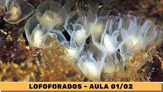 Lofoforados  Aula 12 [upl. by Thurnau261]