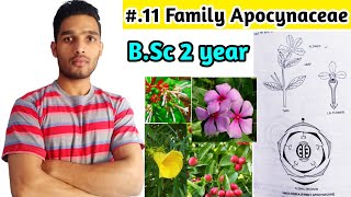 Family ApocynaceaeVegetative charactersFloral Formula DiagramEconomic ImportanceBSc 2 year [upl. by Chucho761]