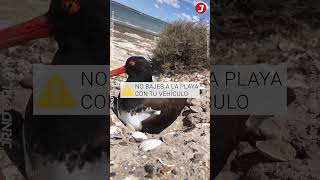 LAS AVES MARINAS de la Patagonia  Como el Ostrero Magallánico  Empezaron el proceso de incubación [upl. by Rein]