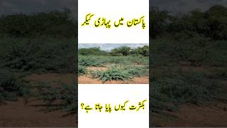 Why Prosopis Juliflora is Found Abundantly in Pakistan  Pakistan Main Pahari Kekar [upl. by Selassie426]