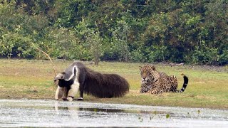 Jaguar Stalks Giant Anteater Only To Watch It Walk Off [upl. by Annez486]