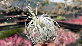 チランジア チャペウエンシス チュリフォルミス Tillandsia chapeuensis var turriformis＊エアプランツ＠フラワーショップ江口生産育成農場：鹿児島県出水市 [upl. by Anyk]