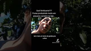 Nosso fertilizante natural frutas em pequeno canteiro na laje foryou criativo plantas [upl. by Ojela]