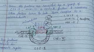 Organisation of Centromere amp Kinetochore telomerezoology zoologynotes [upl. by Cychosz]