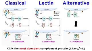 The Complement System Classical Lectin and Alternative Pathways [upl. by Euginomod271]