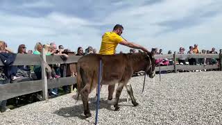 Wachauer Eselabenteuer – Eselshow „Crazy Donkeys – Die verrückten Esel“ [upl. by Ayatahs]