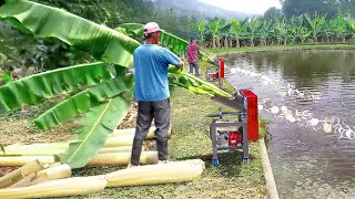 Cheapest Solution They Found to Feed Millions of Fish in Massive Pond [upl. by Midan602]